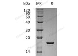 > 98 % as determined by reducing SDS-PAGE.