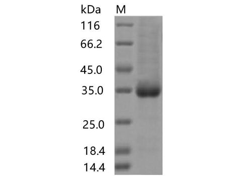 > 80 % as determined by reducing SDS-PAGE.