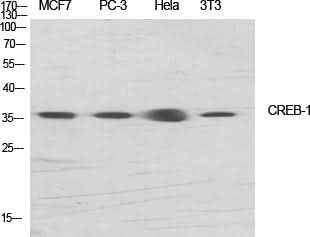 Anti-Human/Mouse/Rat CREB-1 Antibody