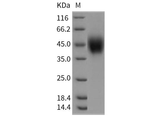> 99 % as determined by reducing SDS-PAGE.