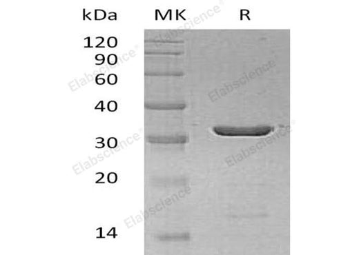 > 98 % as determined by reducing SDS-PAGE.