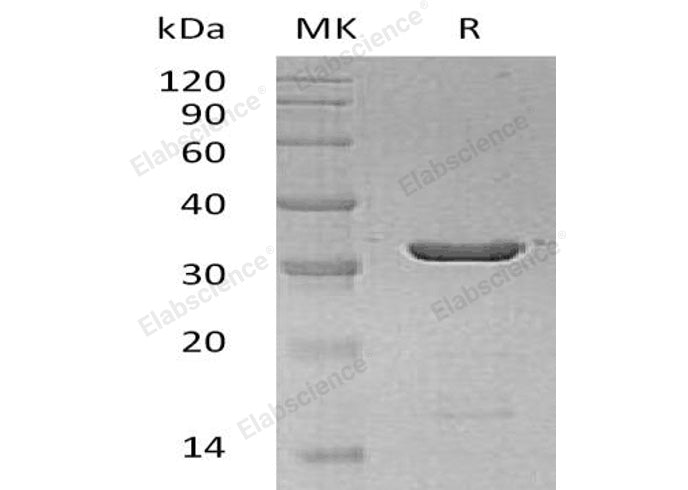 > 98 % as determined by reducing SDS-PAGE.