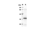 SDS-PAGE analysis of Human BMP-2 proteins, 2 μg/lane of Recombinant Human BMP-2 proteins was resolved with SDS-PAGE under reducing conditions, showing bands at 25.4 kDa.