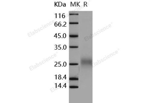 > 95 % as determined by reducing SDS-PAGE.
