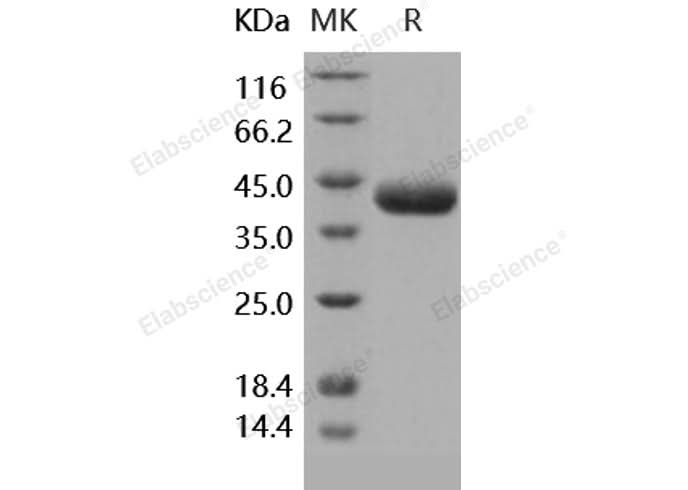 > 97 % as determined by reducing SDS-PAGE.