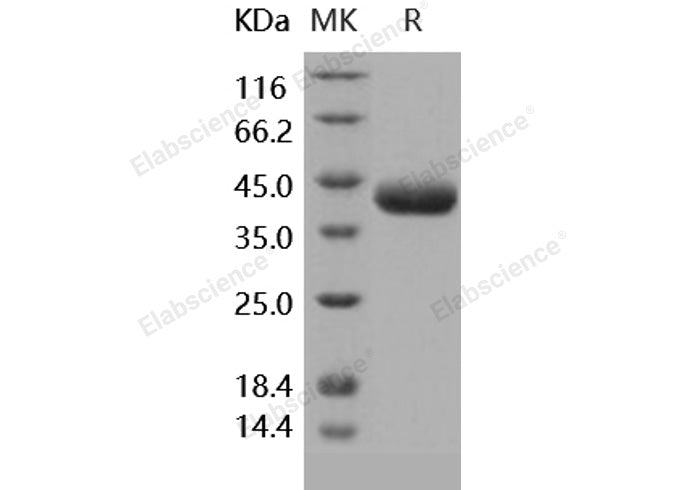 > 97 % as determined by reducing SDS-PAGE.