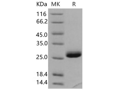 > 97 % as determined by reducing SDS-PAGE.