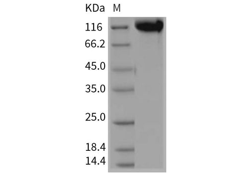 > 95 % as determined by reducing SDS-PAGE.