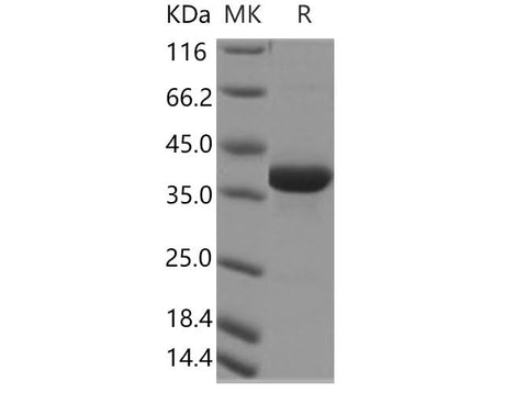 > 95 % as determined by reducing SDS-PAGE.