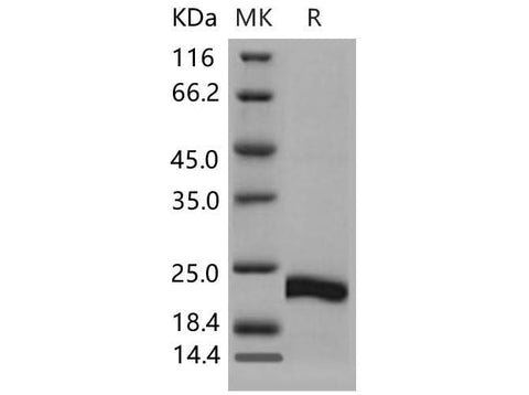 > 95 % as determined by reducing SDS-PAGE.