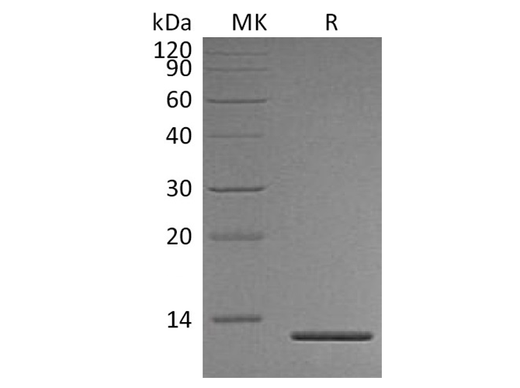 Recombinant Human Persephin/PSPN Protein - ABMIUM