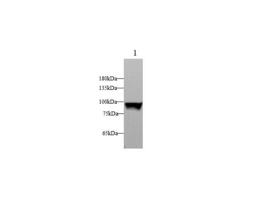 Anti-Human/Mouse/Rat STAT1 Antibody - ABMIUM
