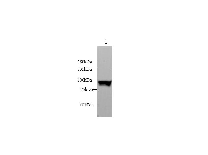 Anti-Human/Mouse/Rat STAT1 Antibody - ABMIUM