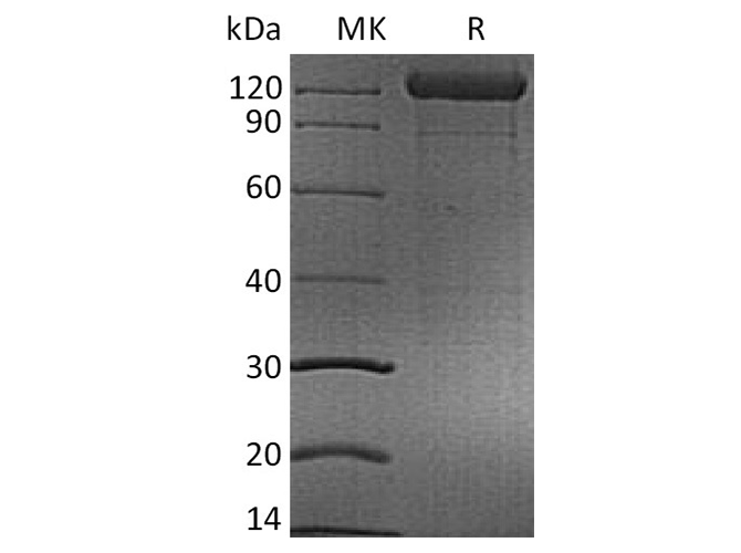 > 90 % as determined by reducing SDS-PAGE.