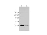 Western blotting with anti-MOG polyclonal antibody at dilution of 1:1000. Lane 1: Mouse brain lysate, Lane 2: Rat brain lysate.