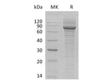 > 85 % as determined by reducing SDS-PAGE.
