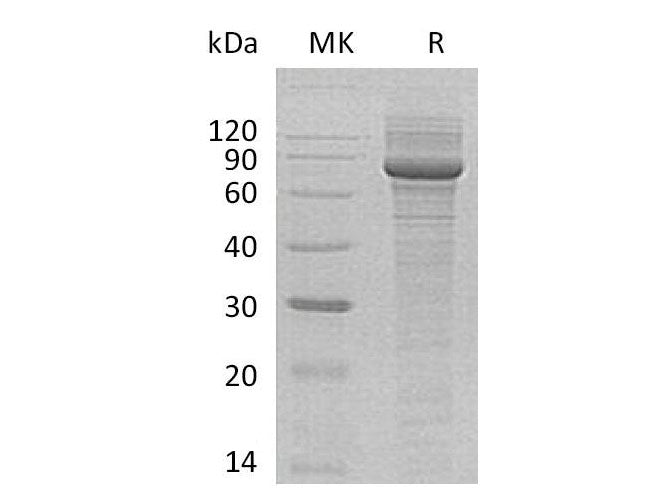 > 85 % as determined by reducing SDS-PAGE.