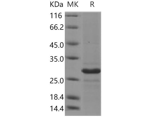 > 80 % as determined by reducing SDS-PAGE.