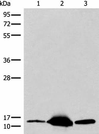 Anti-Human/Mouse/Rat COX6A2 Antibody - ABMIUM