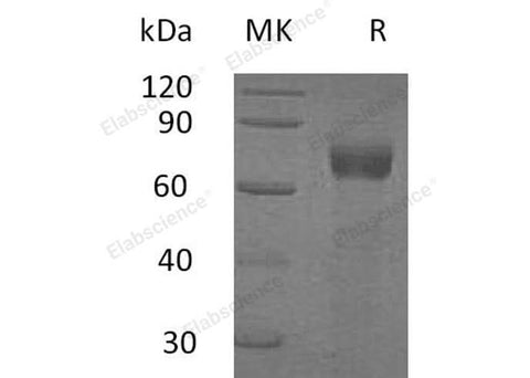 > 95 % as determined by reducing SDS-PAGE.