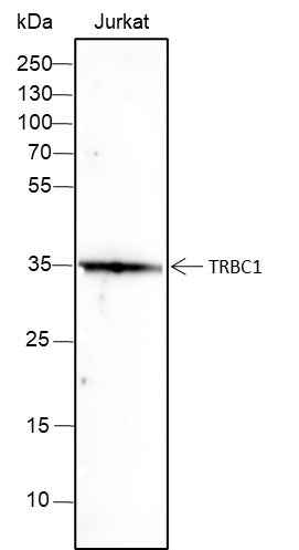 Anti-Human TRBC1 Antibody [A383]