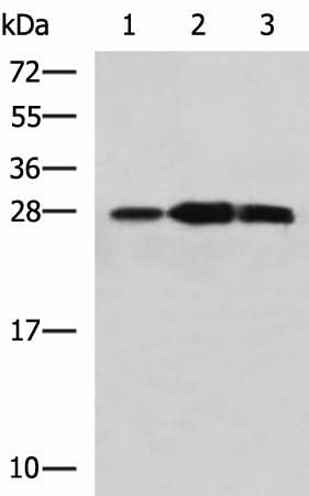 Western blot analysis of Mouse kidney tissue Raji and Jurkat cell lysates using PLEKHF2 Polyclonal Antibody at dilution of 1:1400
