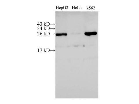 Western Blot analysis of HepG2, Hela and K562 cells using C21orf33 Polyclonal Antibody at dilution of 1:500