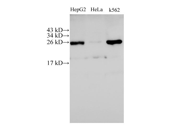 Western Blot analysis of HepG2, Hela and K562 cells using C21orf33 Polyclonal Antibody at dilution of 1:500