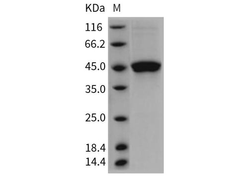 > 95 % as determined by reducing SDS-PAGE.