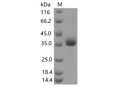 > 90 % as determined by reducing SDS-PAGE.