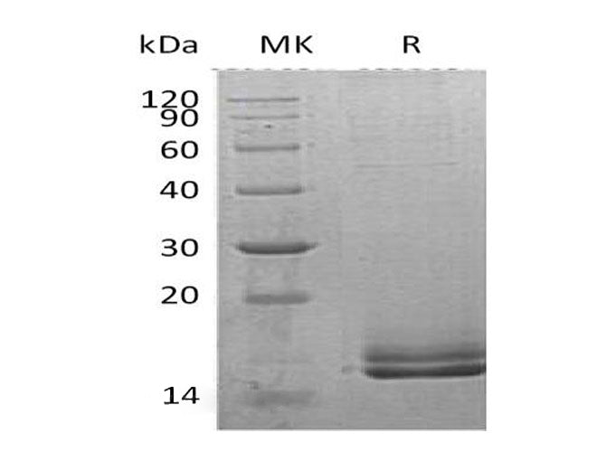 > 90 % as determined by reducing SDS-PAGE.