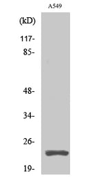 Western Blot analysis of A549 cells using Cleaved-PARP1 (D214) Polyclonal Antibody at dilution of 1:2000.