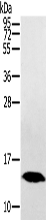 Anti-Human/Mouse/Rat HINT1 Antibody - ABMIUM
