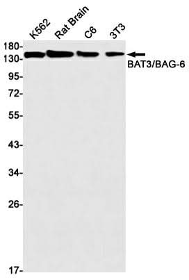 Western blot detection of BAT3/BAG-6 in K562,Rat Brain,C6,3T3 cell lysates using BAT3/BAG-6 Rabbit mAb(1:1000 diluted).Predicted band size:119kDa.Observed band size:150kDa.