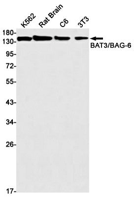 Western blot detection of BAT3/BAG-6 in K562,Rat Brain,C6,3T3 cell lysates using BAT3/BAG-6 Rabbit mAb(1:1000 diluted).Predicted band size:119kDa.Observed band size:150kDa.