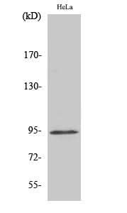 Western Blot analysis of Hela cells with Phospho-Stat6 (Tyr641) Polyclonal Antibody