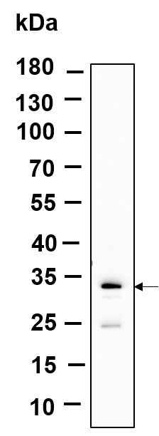 Anti-Human SLBP Antibody [B996] - ABMIUM