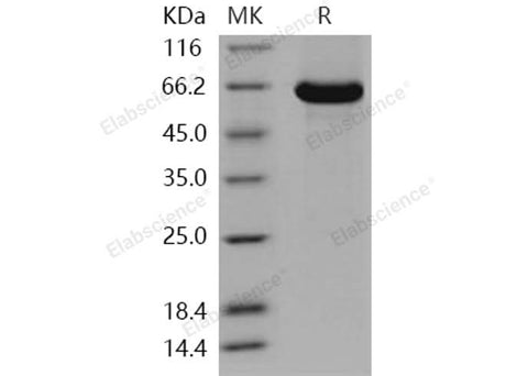 > 96 % as determined by reducing SDS-PAGE.