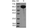 > 95 % as determined by reducing SDS-PAGE.