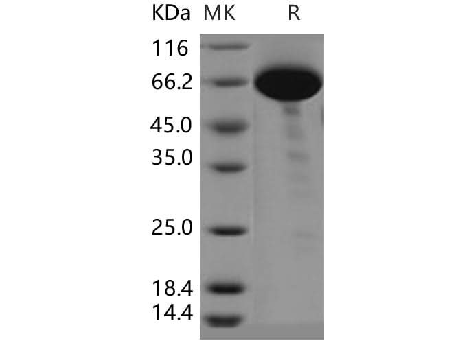 > 95 % as determined by reducing SDS-PAGE.