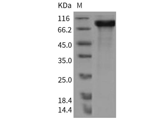 > 95 % as determined by reducing SDS-PAGE.