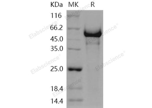 > 90 % as determined by reducing SDS-PAGE.