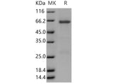 > 90 % as determined by reducing SDS-PAGE.