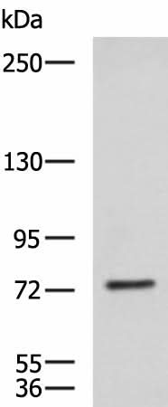 Western blot analysis of NIH/3T3 cell lysate using KIF2A Polyclonal Antibody at dilution of 1:850