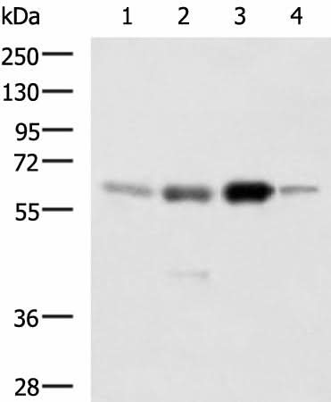 Western blot analysis of 293T 231 Jurkat and RAW264.7 cell lysates using HDAC1 Polyclonal Antibody at dilution of 1:1000