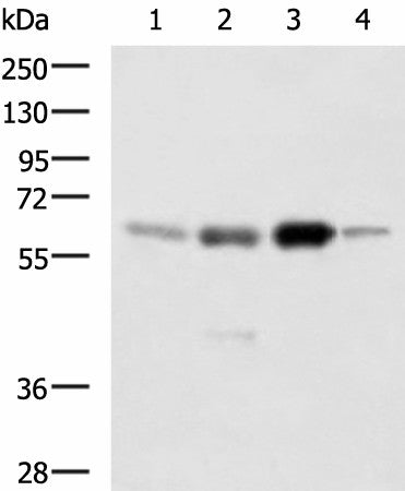 Western blot analysis of 293T 231 Jurkat and RAW264.7 cell lysates using HDAC1 Polyclonal Antibody at dilution of 1:1000