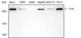 Anti-Human/Rat/Mouse FASN Antibody [A219]