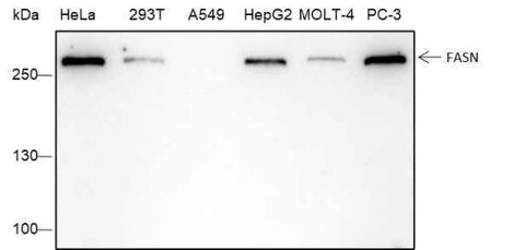 Anti-Human/Rat/Mouse FASN Antibody [A219] - ABMIUM