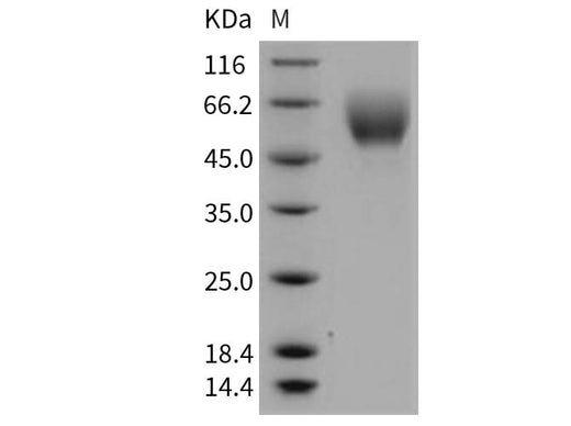 > 98 % as determined by reducing SDS-PAGE.