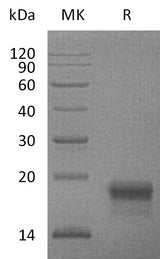 > 95 % as determined by reducing SDS-PAGE.